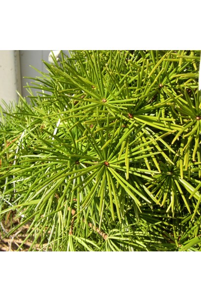 Sciadopitys verticillata догляд